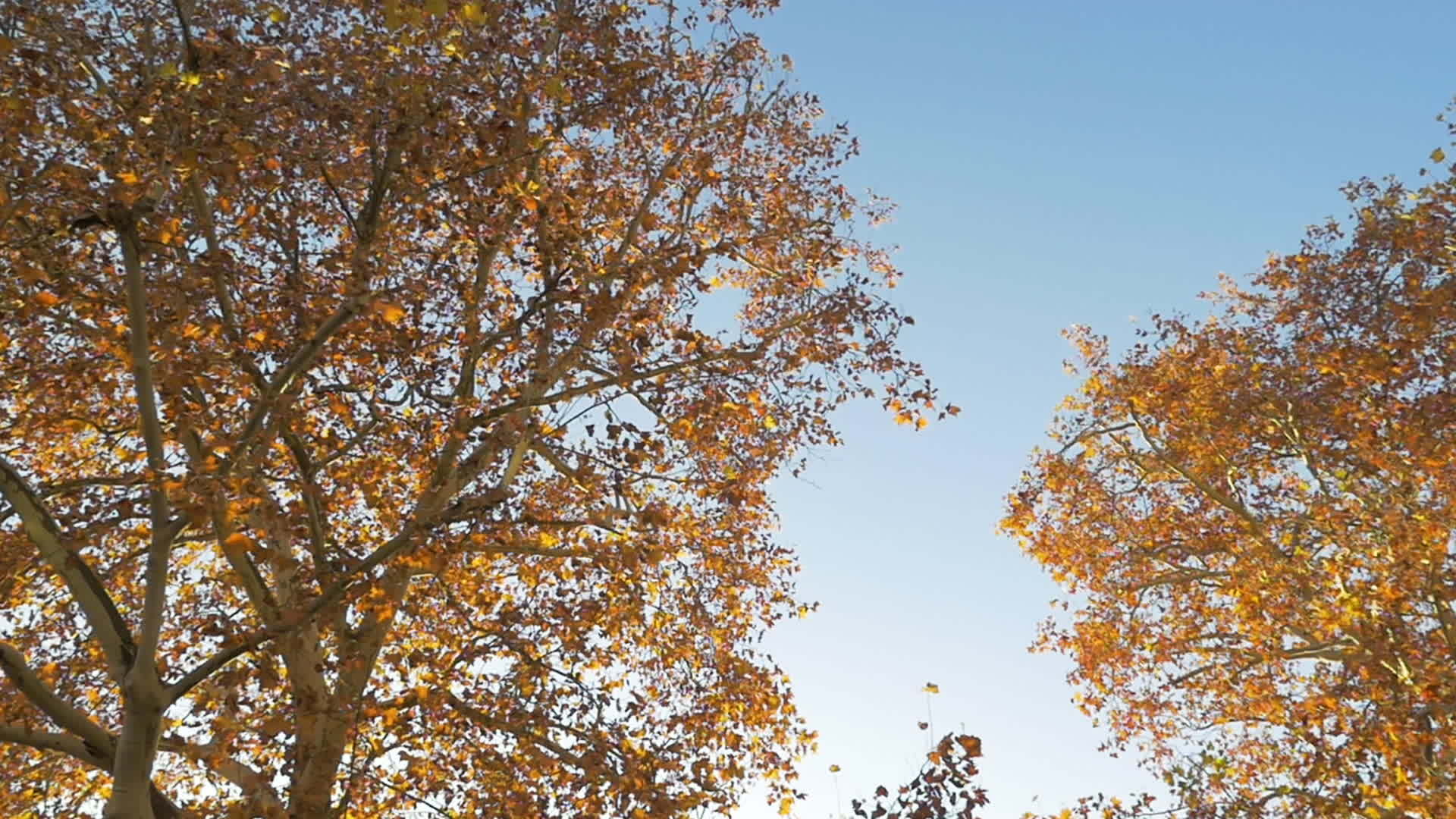 秋天的红橙树和无云天空视频的预览图