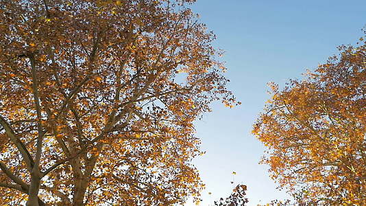 秋天的红橙树和无云天空视频的预览图