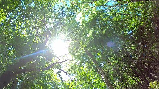 仰望森林中树木的顶部透过树叶的阳光视频的预览图