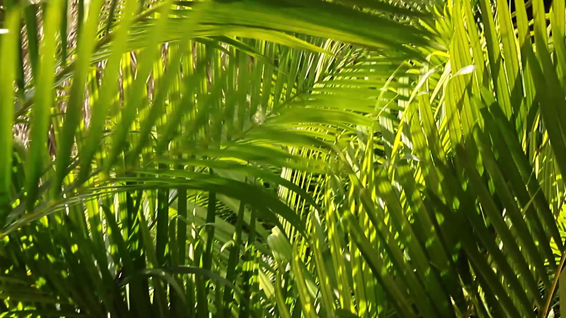 棕榈叶细节视频的预览图