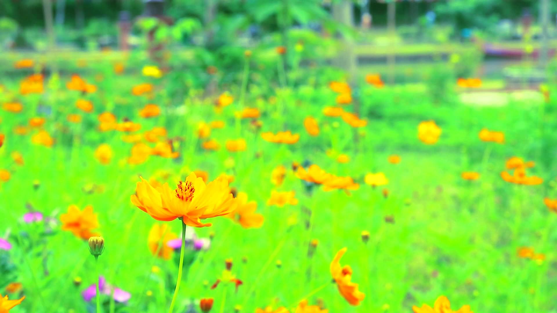 花园里盛开的菊花视频的预览图