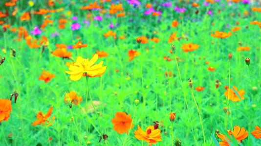 庭院中开花的硫磺波斯菊或橙色波斯菊花视频的预览图