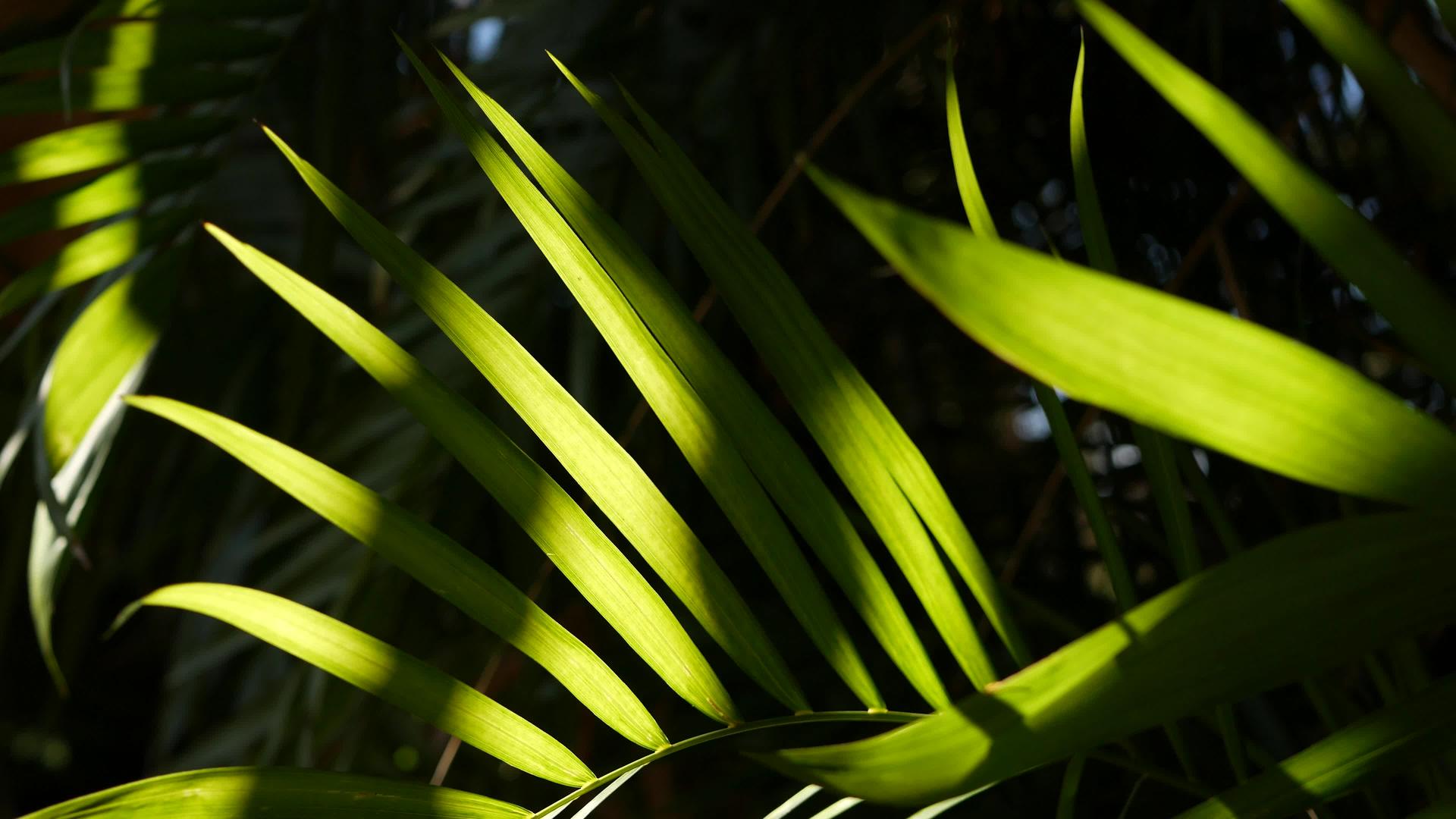 异国情调的丛林雨林热带氛围在亚马逊森林或花园视频的预览图