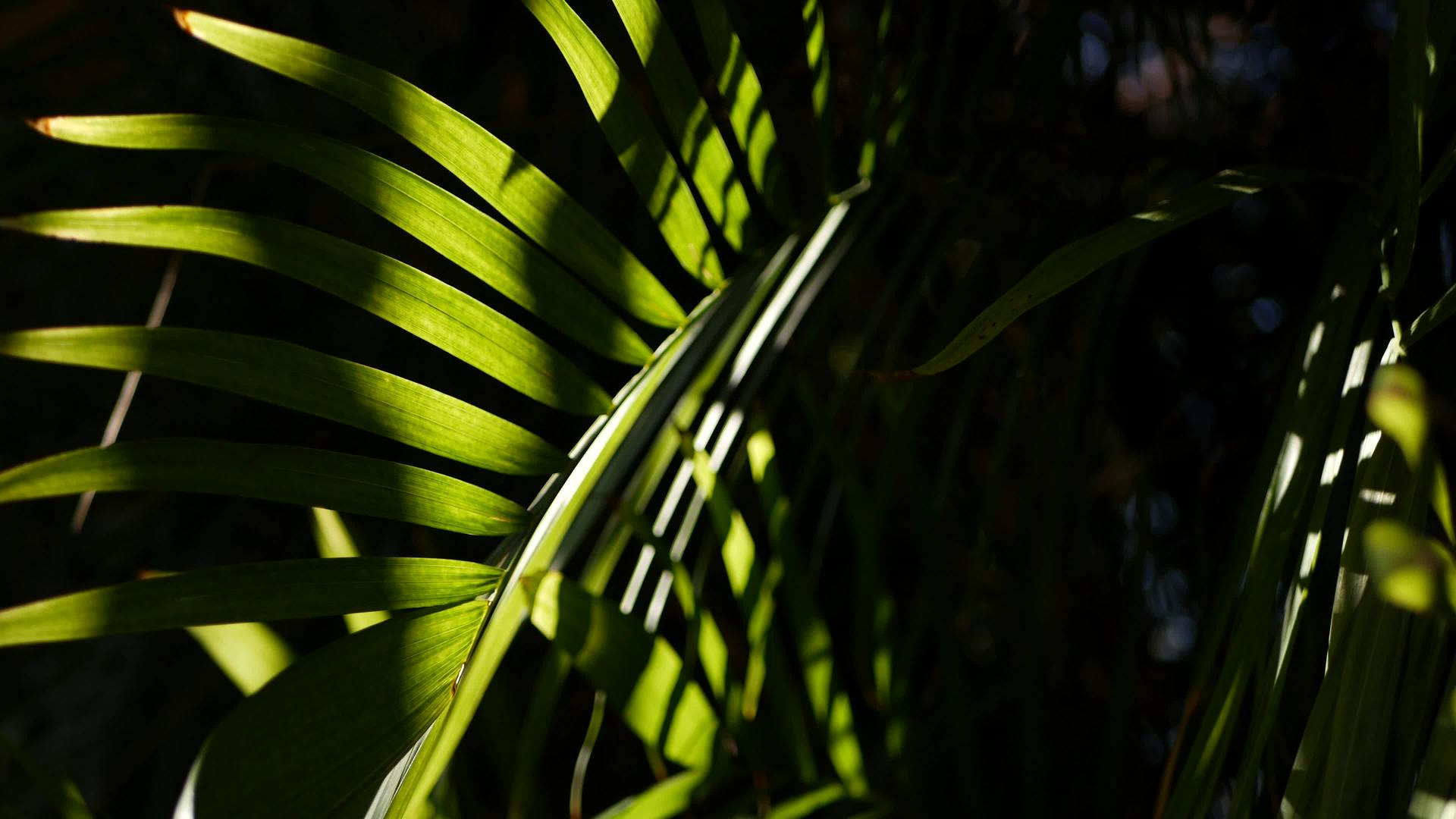 异国情调的丛林雨林热带氛围在亚马逊森林或花园视频的预览图
