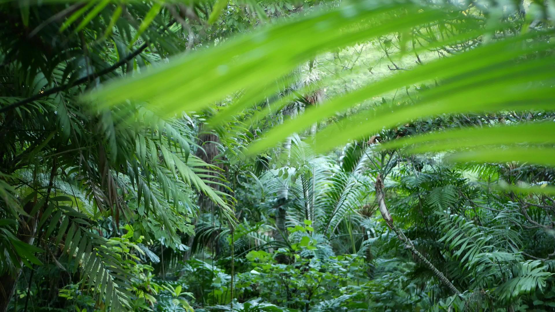 异国情调的丛林雨林热带大气蕨类棕榈树和新鲜多汁的多汁植物视频的预览图