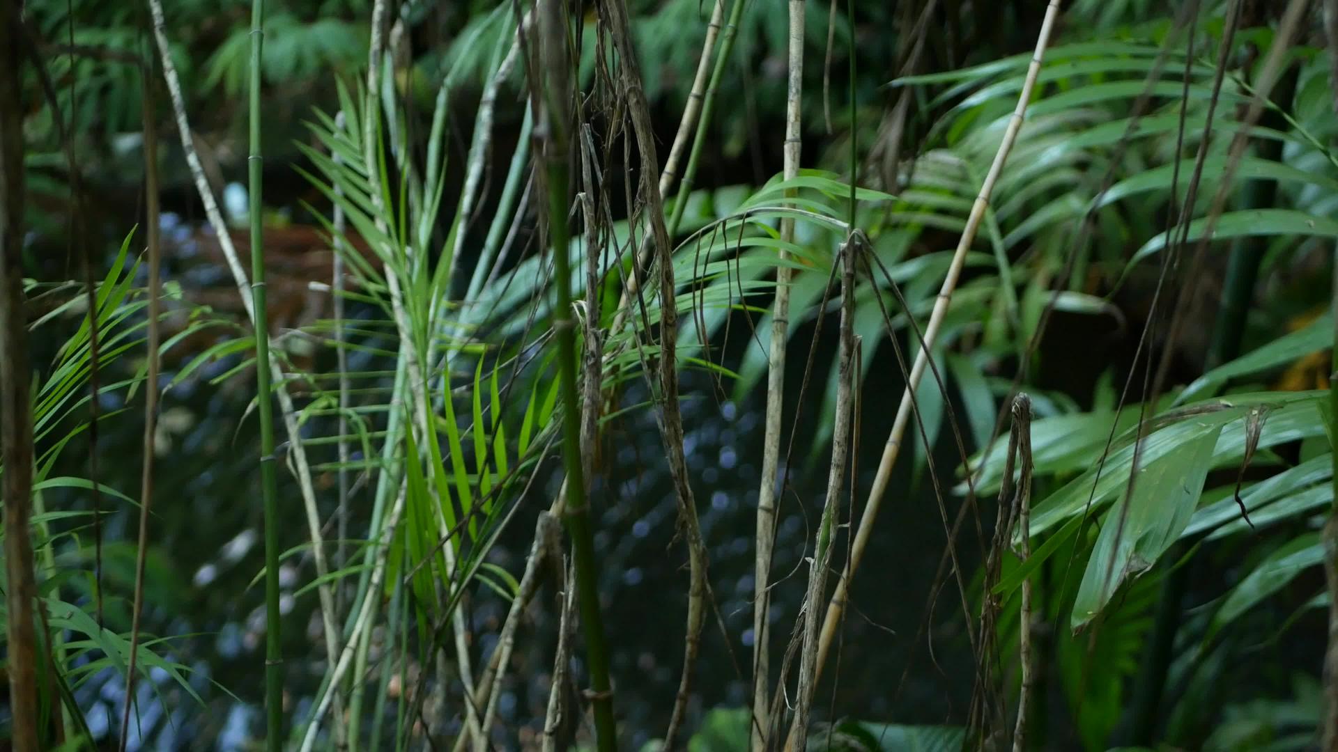 异国情调的丛林视频的预览图