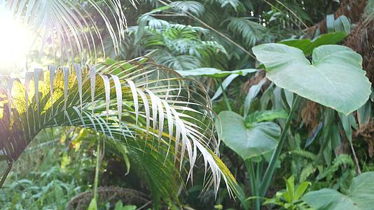 异国情调的丛林雨林热带大气蕨类棕榈树和新鲜多汁的多汁植物视频的预览图
