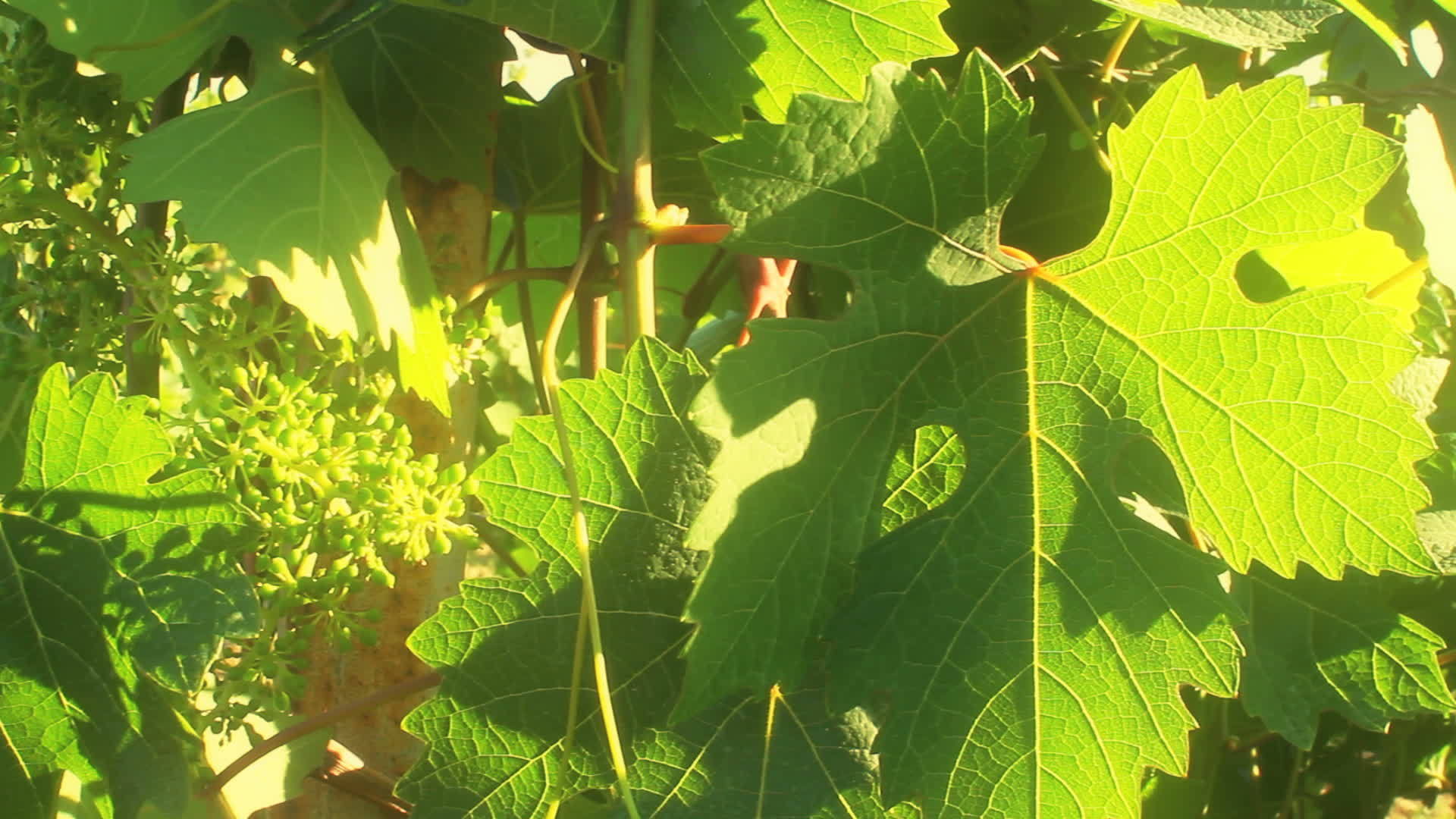 葡萄园里的葡萄视频的预览图