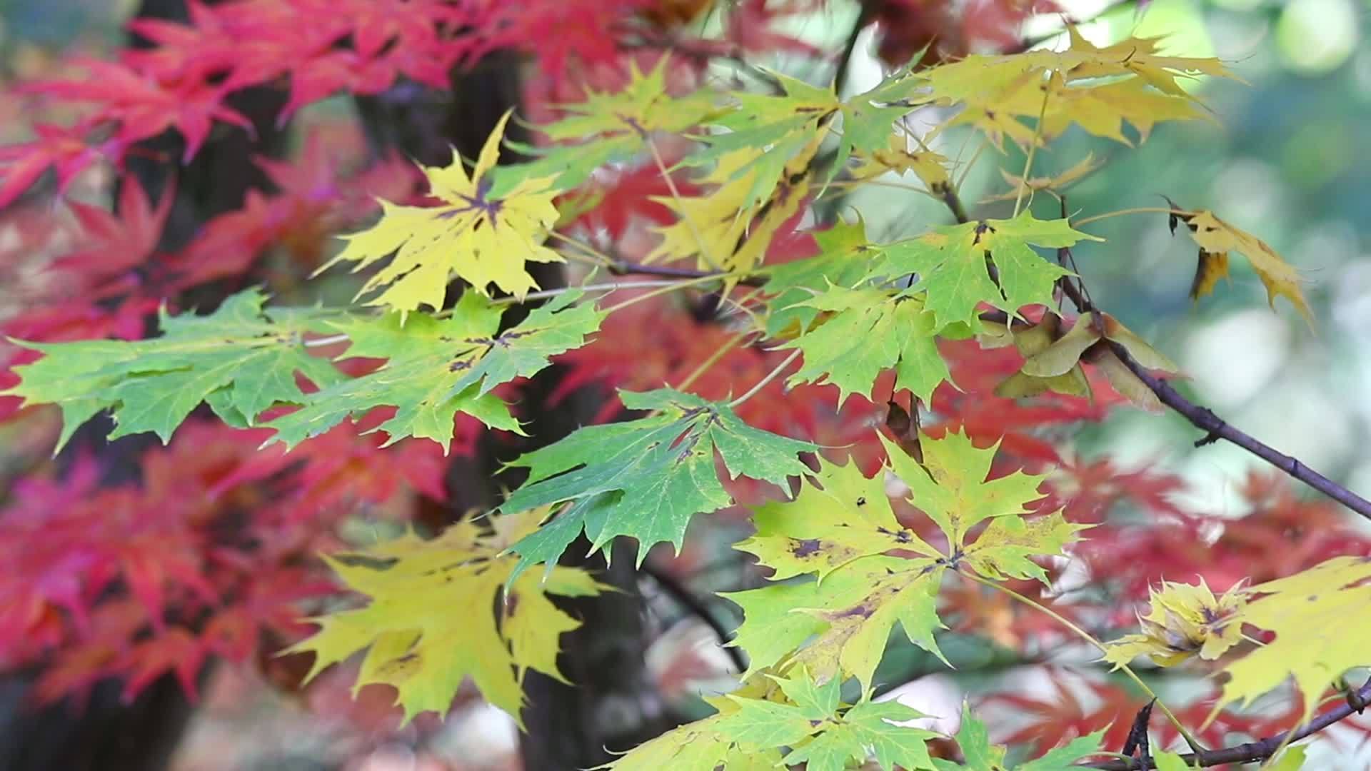 微风中的绿叶和红木叶视频的预览图