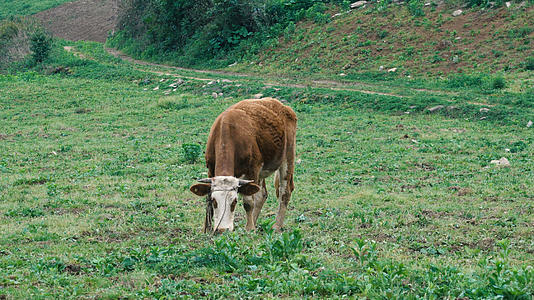 4K牛儿惬意草坪吃草实拍视频视频的预览图