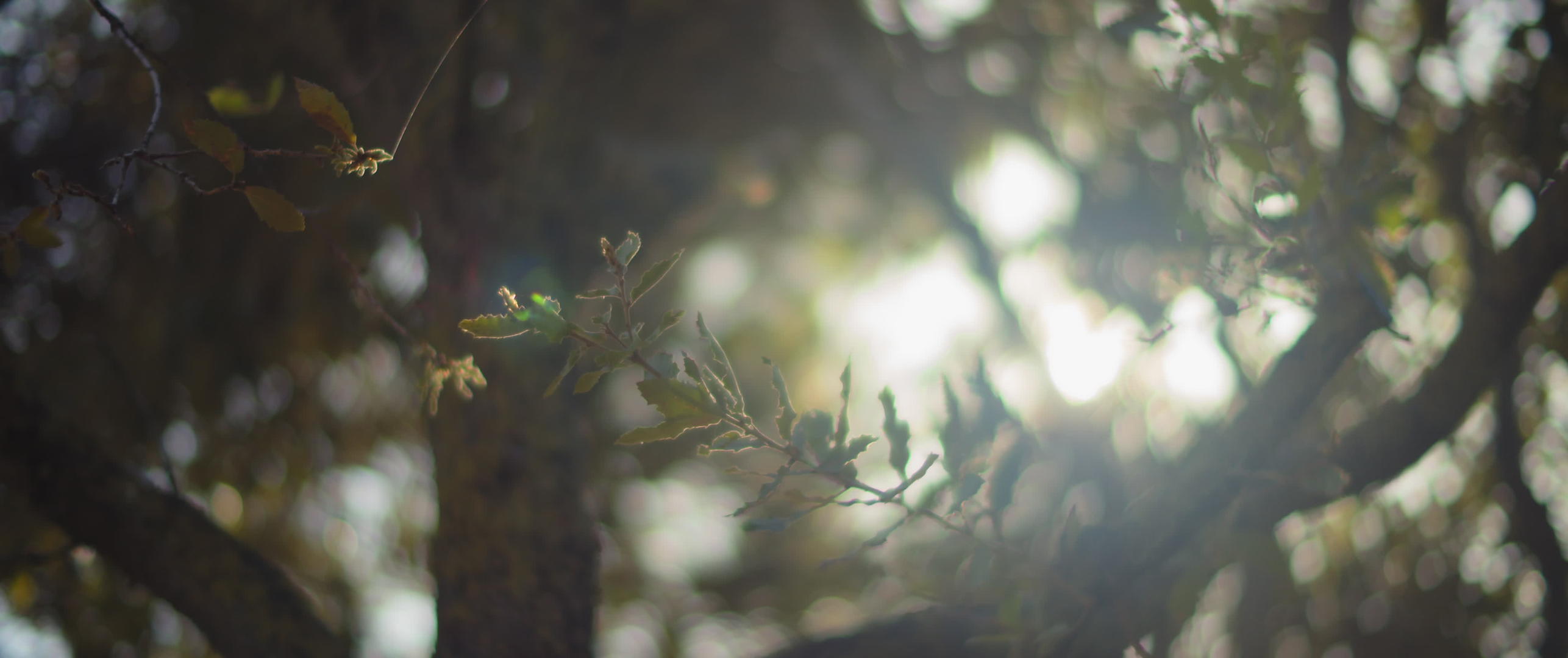 阳光照耀着树叶视频的预览图