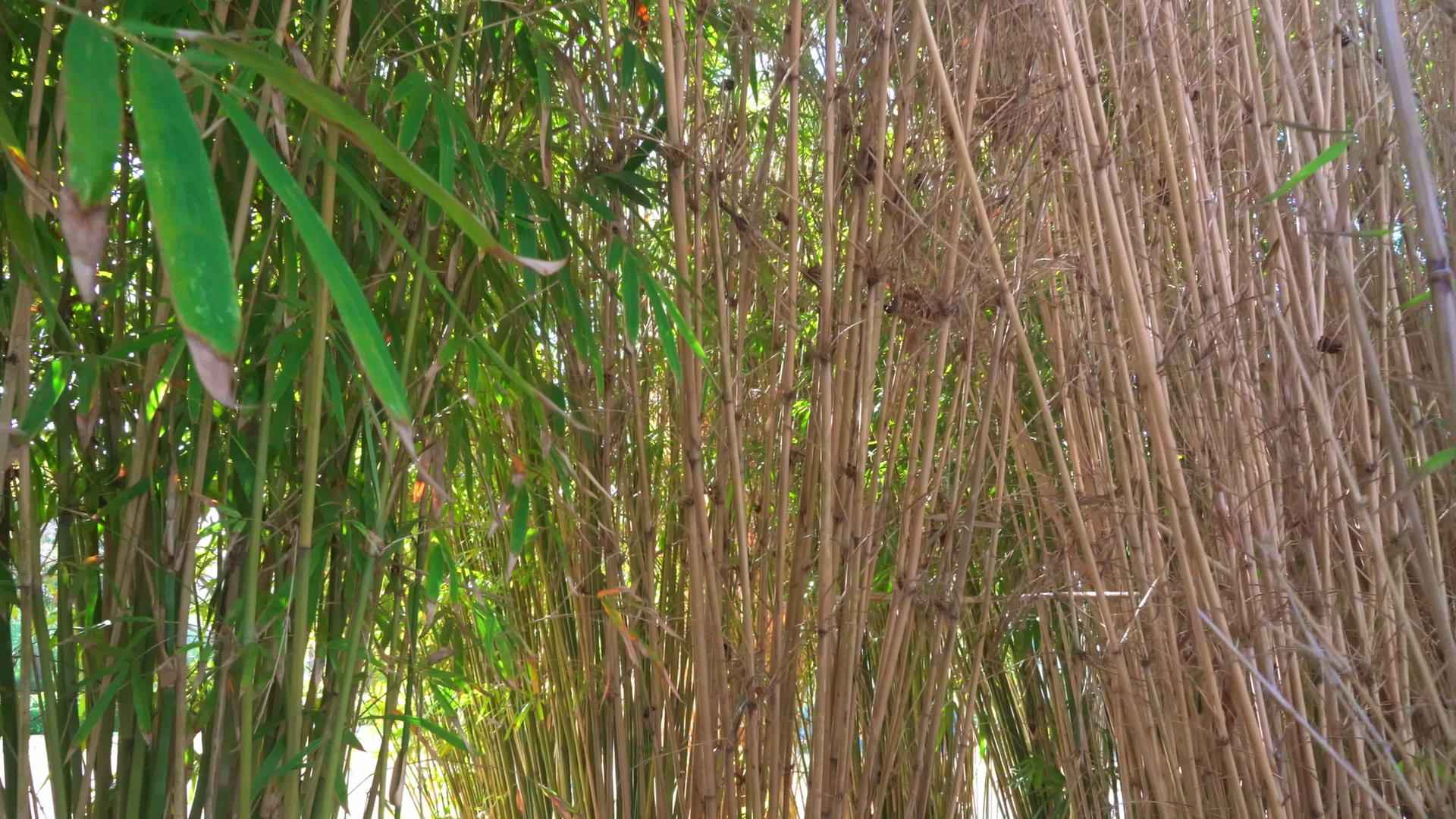 竹林中的竹叶视频的预览图