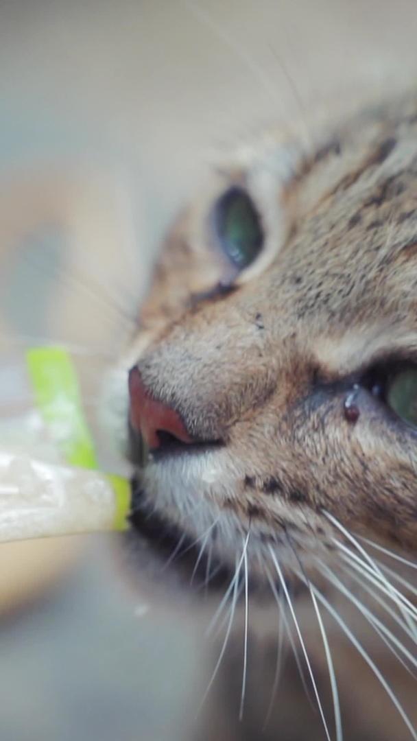 小野猫吃零食视频的预览图