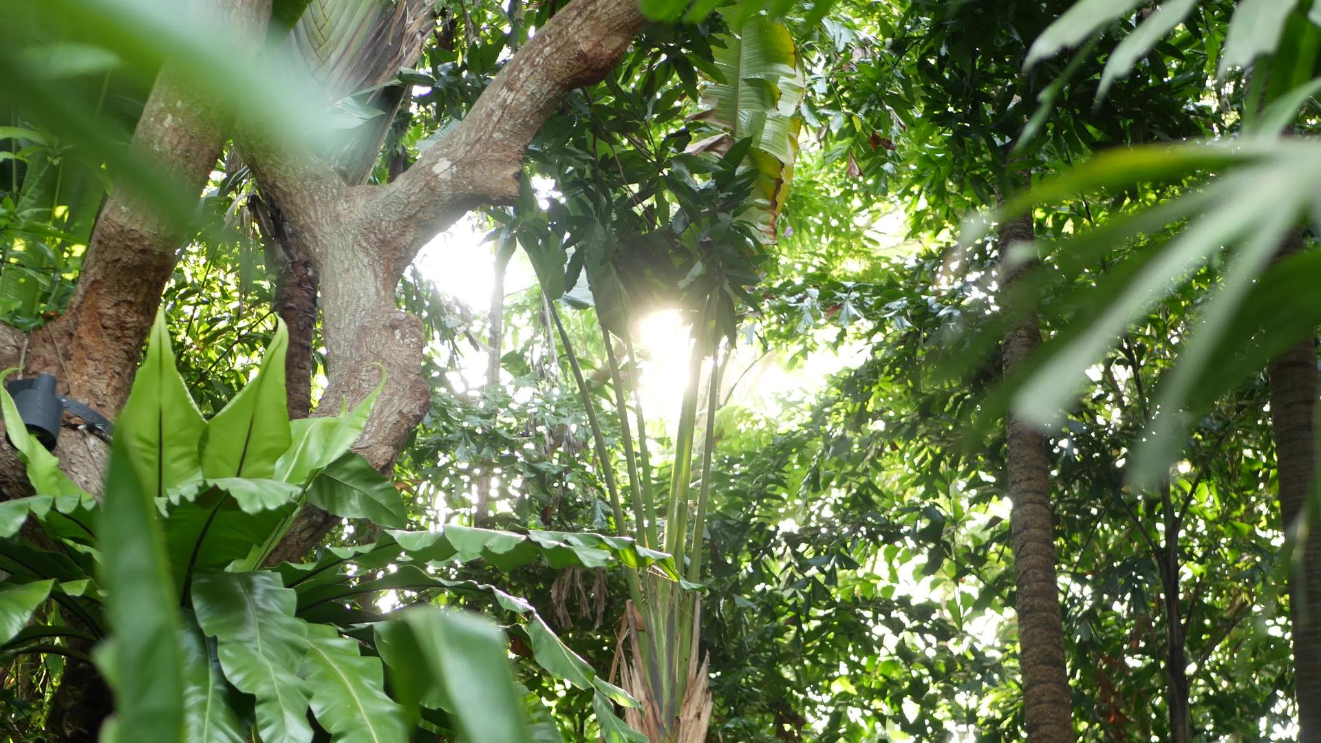 模糊特写明亮多汁的异国情调的热带丛林树叶阳光复制空间视频的预览图