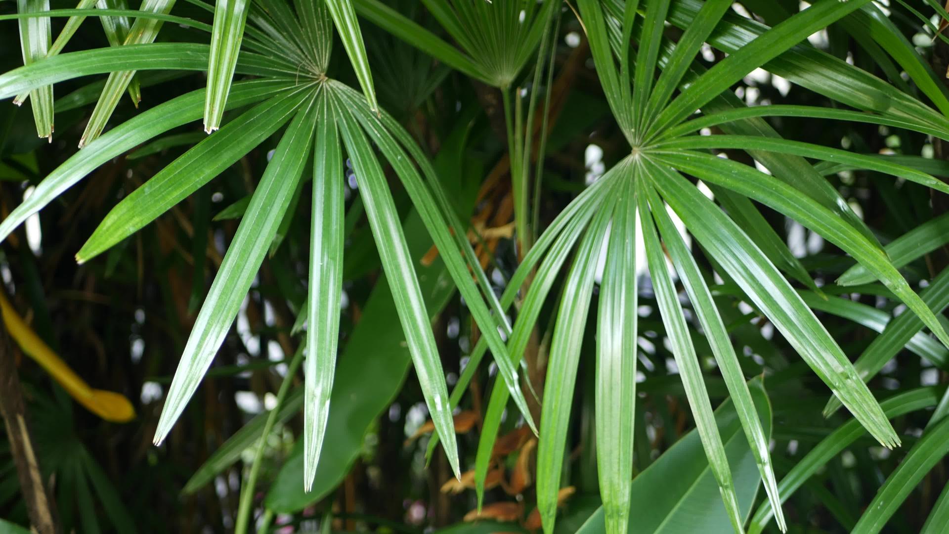 异国热带丛林树叶视频的预览图