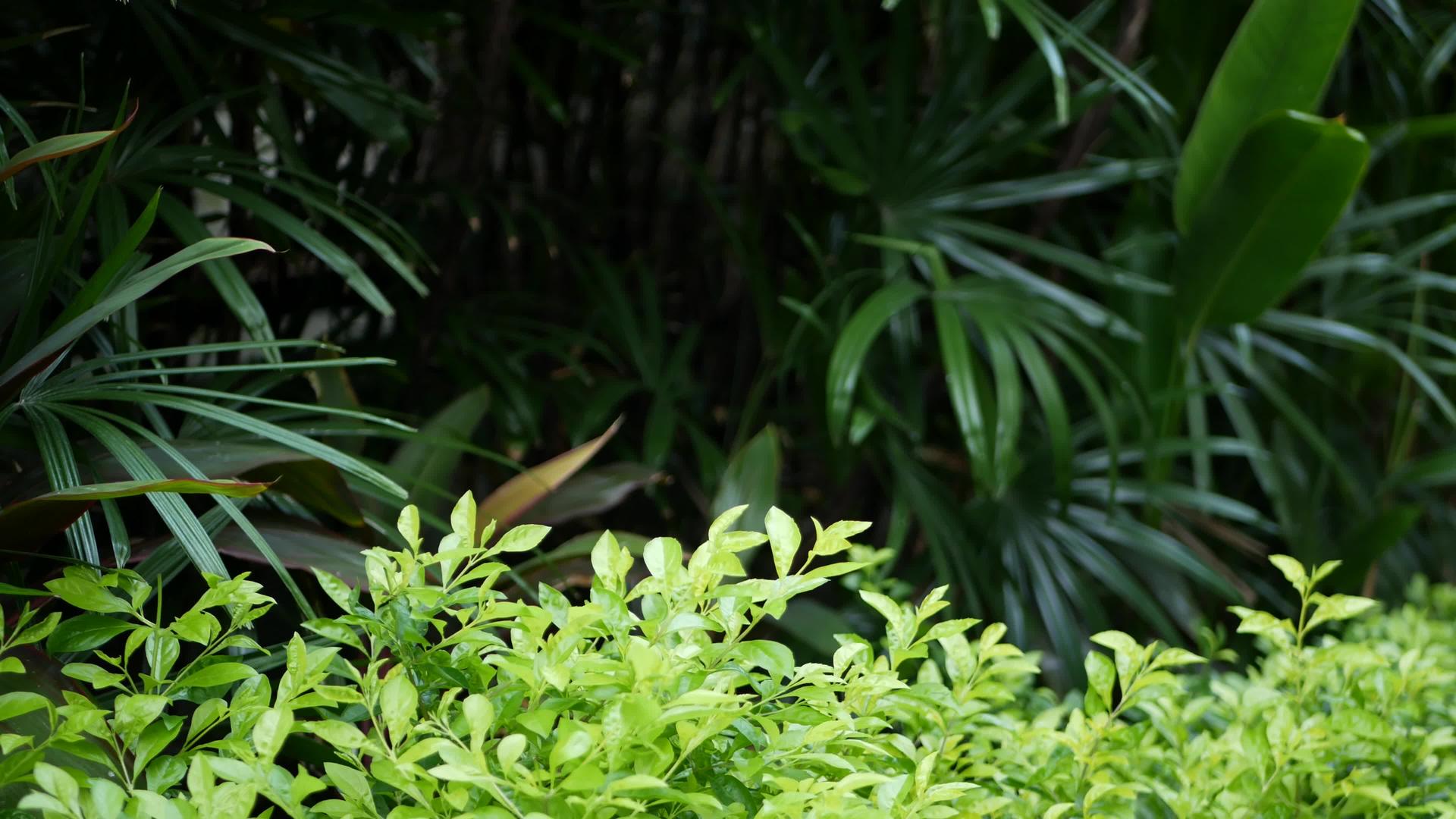 异国情调的丛林雨林热带蕨类植物视频的预览图