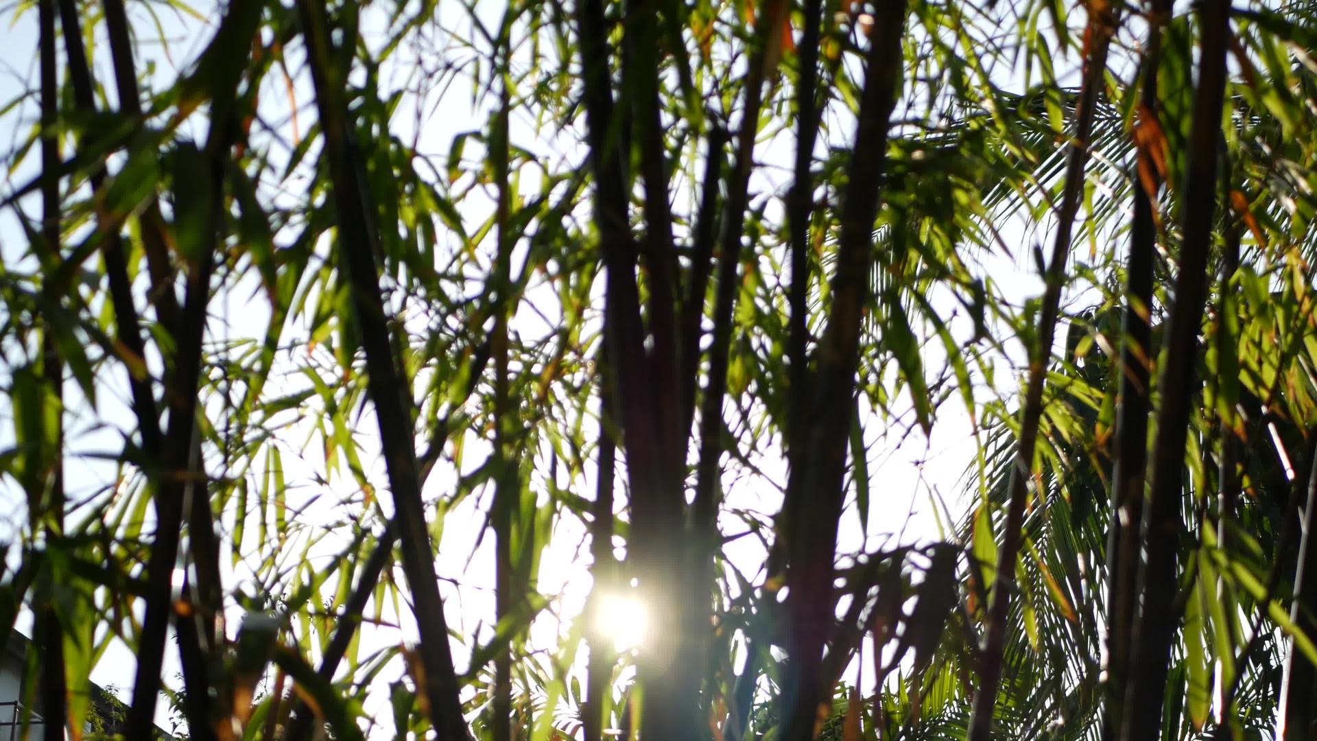 异国情调的热带丛林树叶纹理明亮多汁视频的预览图