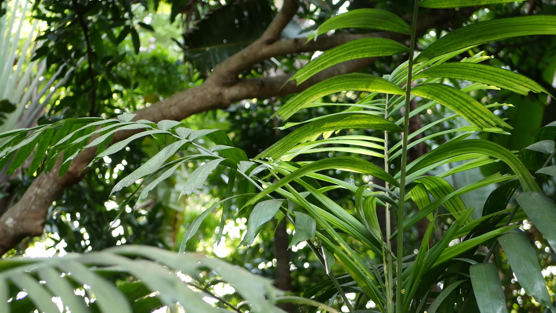 异国情调的丛林雨林热带蕨类植物视频的预览图