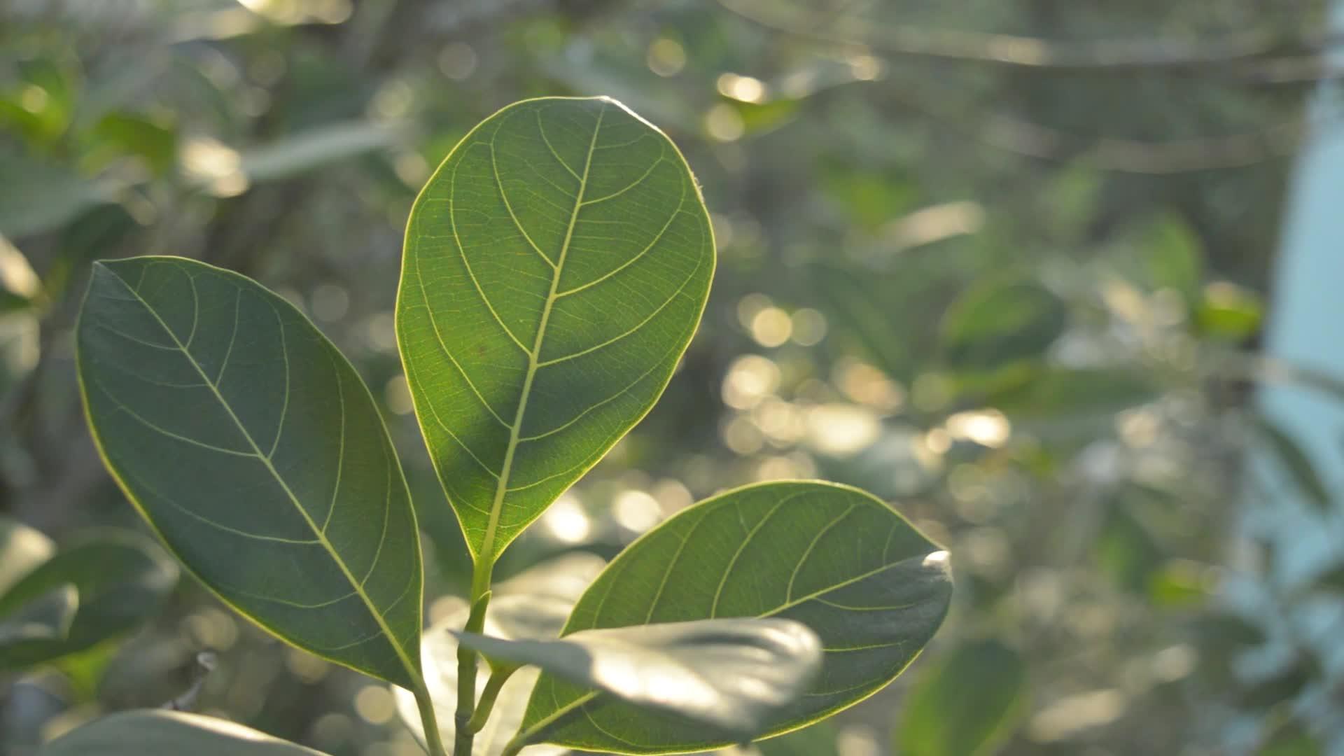 绿叶在早晨吸收阳光一种植物的叶子特写和背光视频的预览图