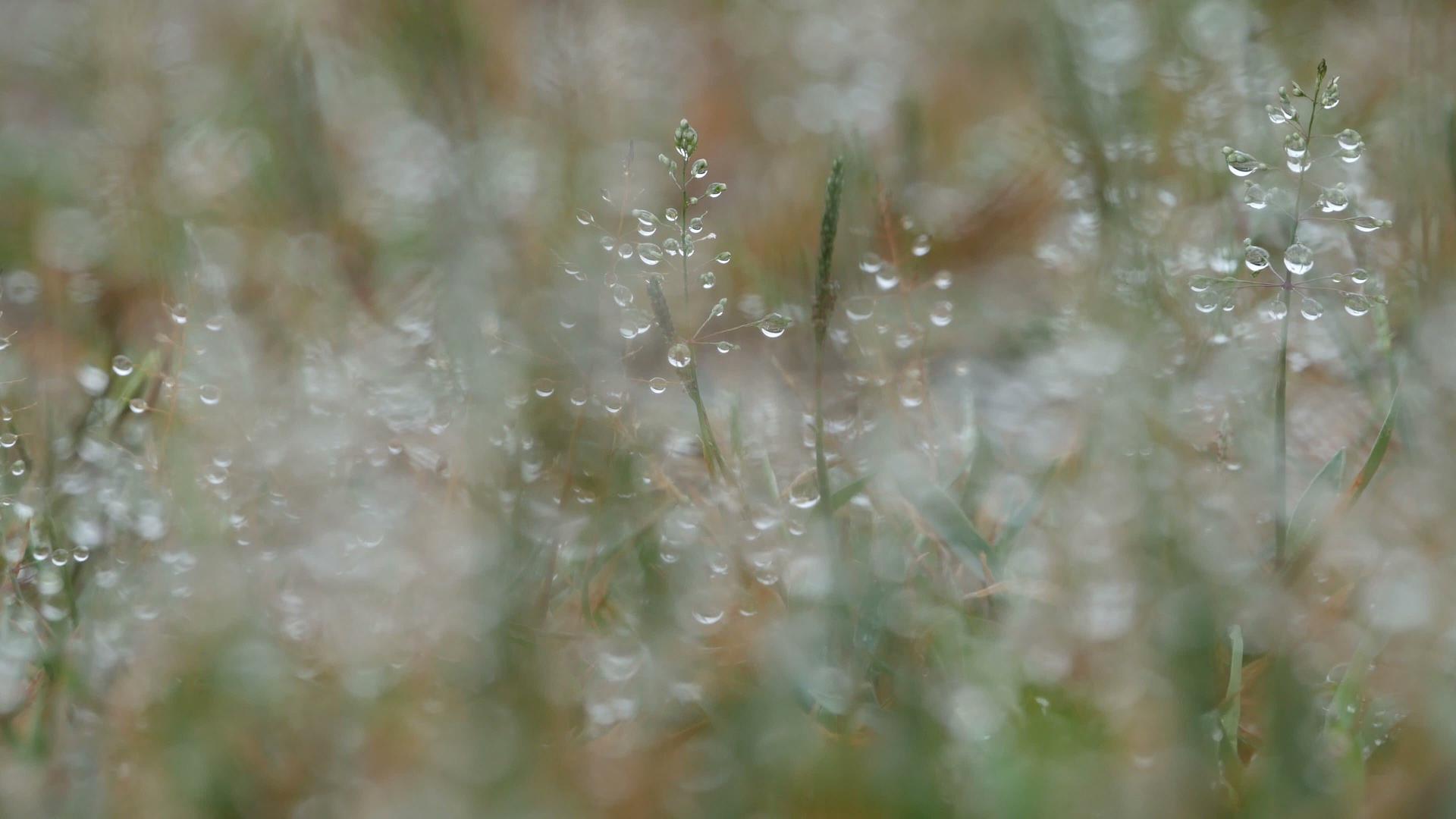 草地上的水滴视频的预览图