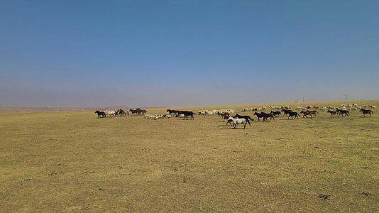 4k航拍内蒙古鄂尔多斯大草原上的羊群和马群视频的预览图