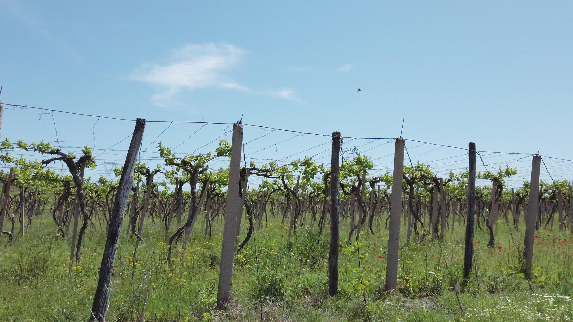 在有葡萄树的田地上以葡萄园的誓言视频的预览图