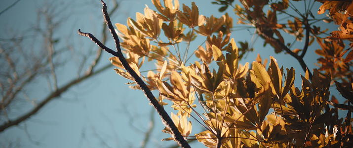 阳光明媚的一天金叶子视频的预览图