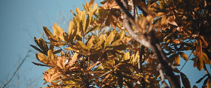 金色的叶子在风中摇动视频的预览图