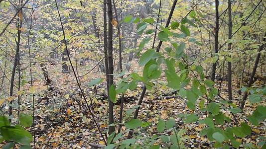 秋叶在森林中搅动视频的预览图