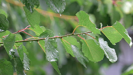 树枝上的雨滴有叶子视频的预览图