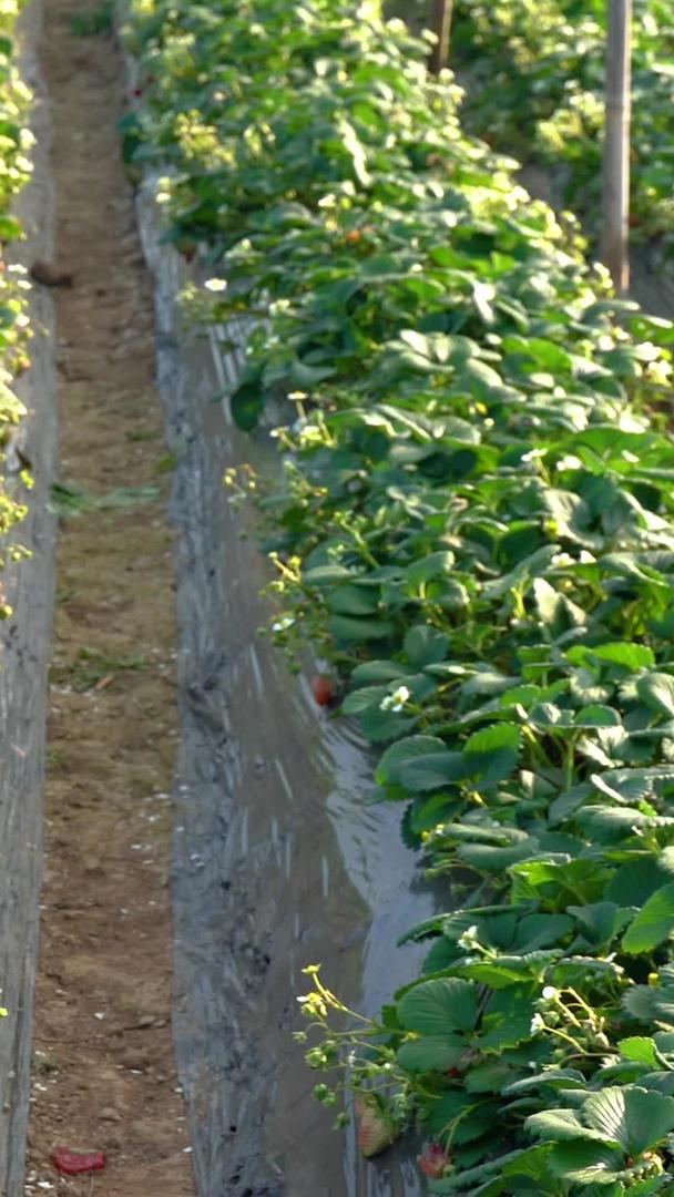 草莓草莓园采摘草莓大棚种植视频的预览图