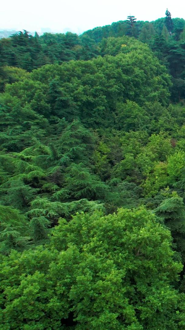 南京4A景区雨花台烈士陵园视频的预览图