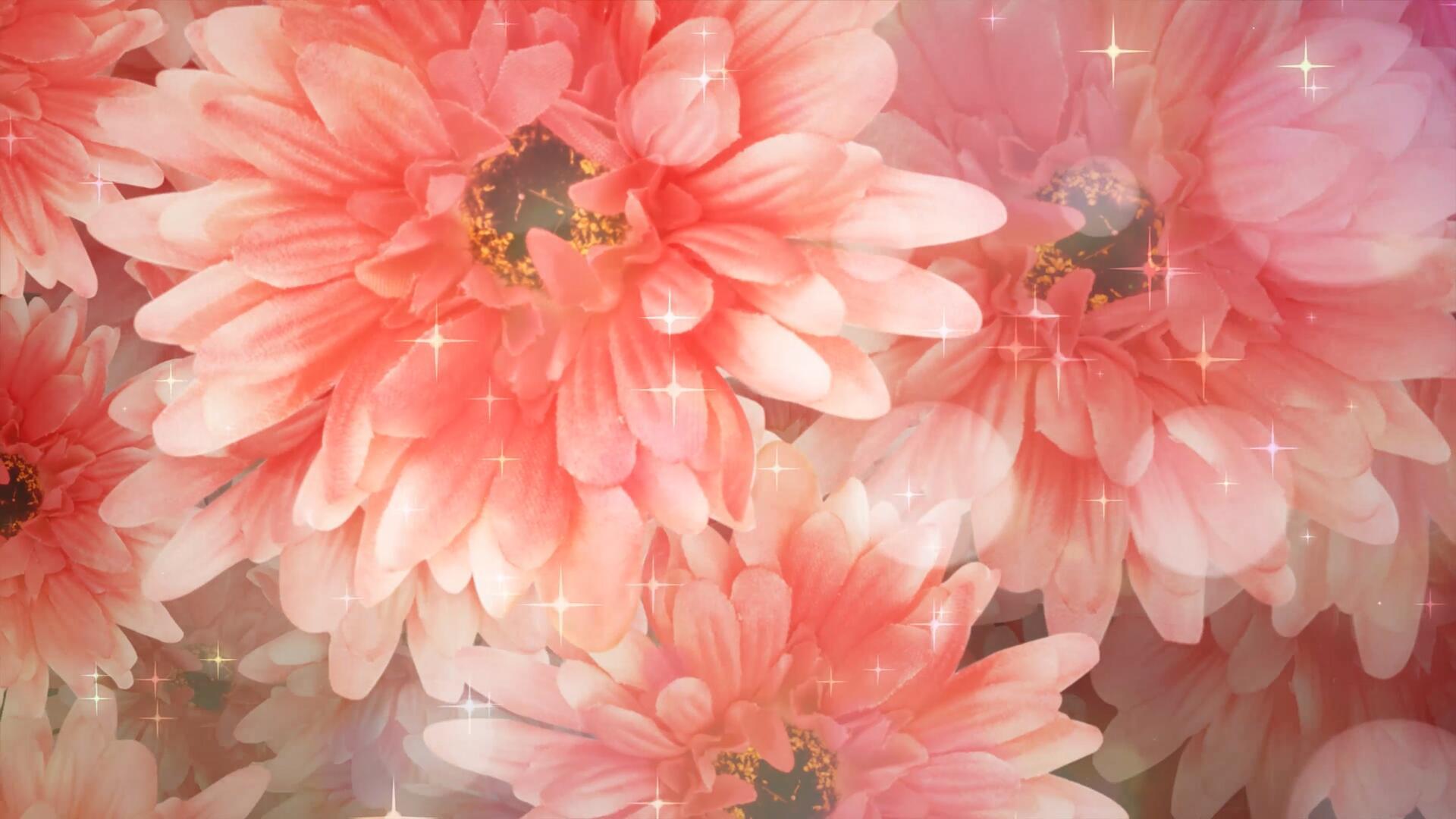 4k粉色花朵唯美舞台背景视频的预览图