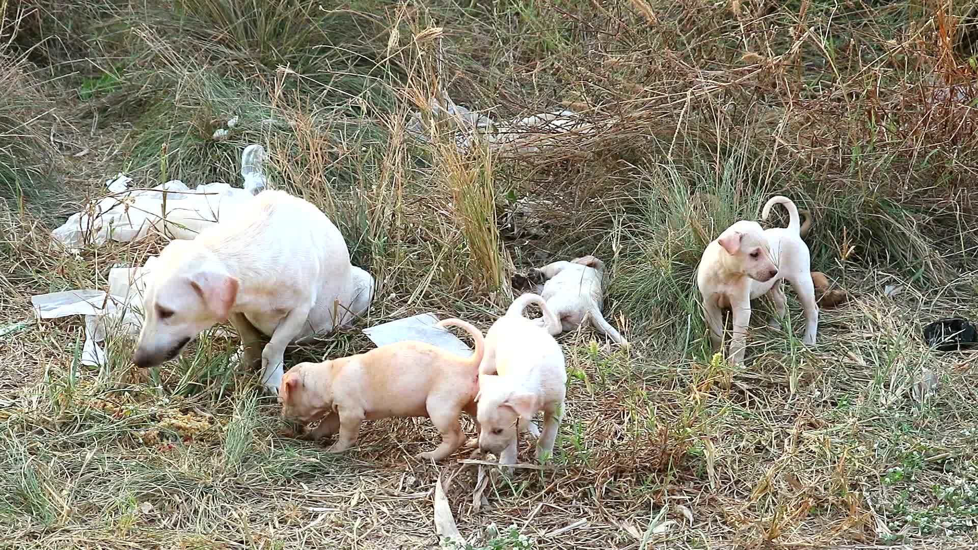 流浪狗和小狗在吃人类食物时非常快乐视频的预览图