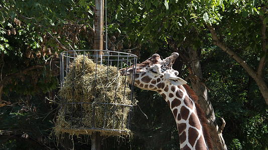 两只长颈鹿在动物园吃草视频的预览图