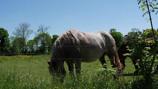 马在草原上放牧视频的预览图
