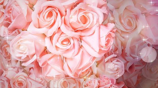 4k粉色玫瑰婚礼花朵唯美舞台背景视频的预览图
