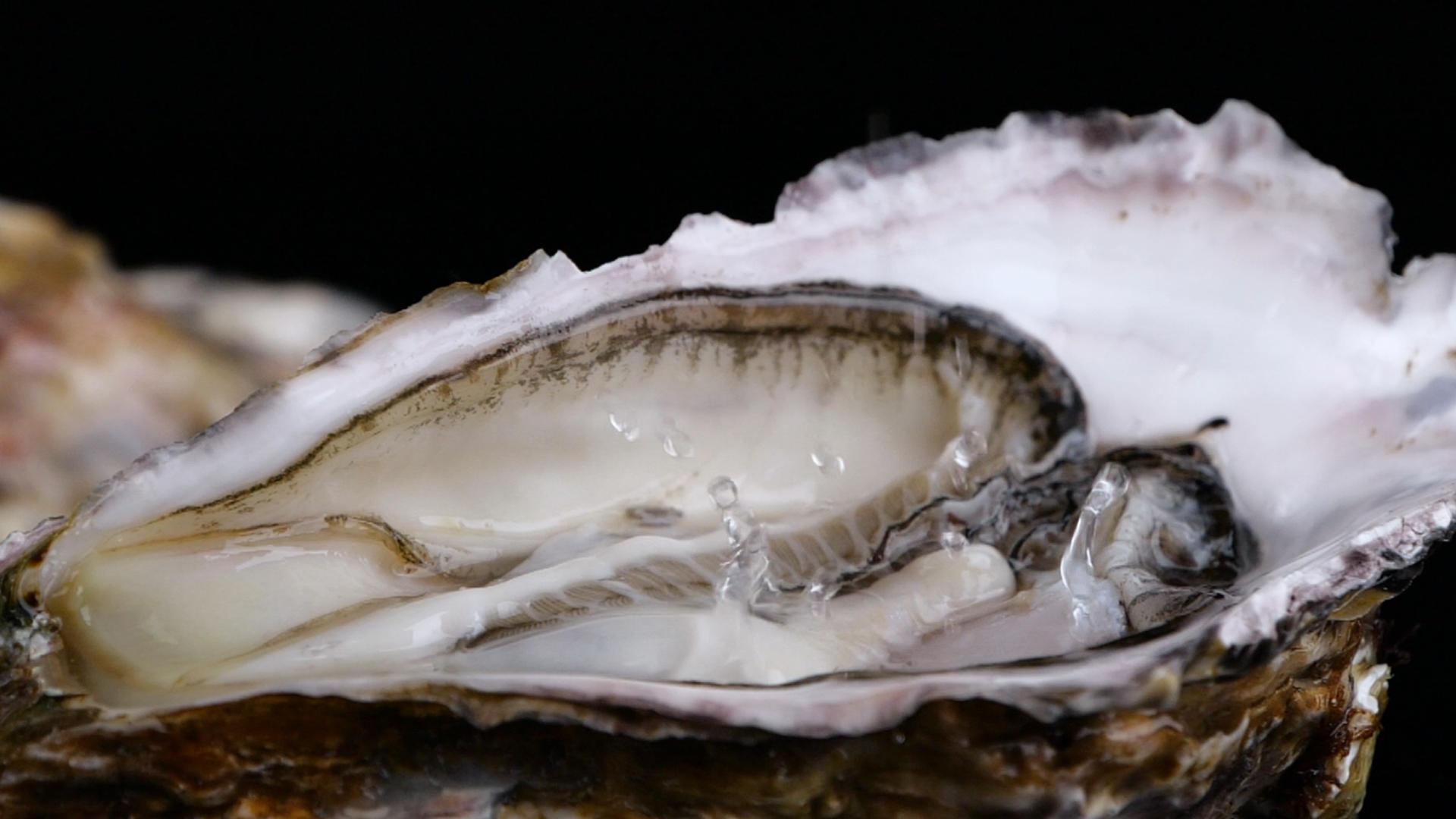 升格海鲜生蚝牡蛎食材视频的预览图