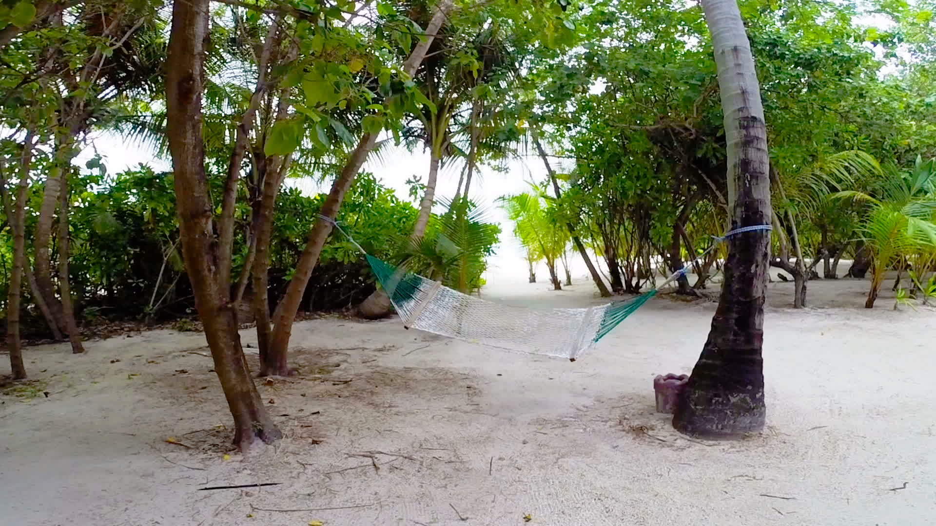 热带海滩棕榈树之间的空吊床视频的预览图