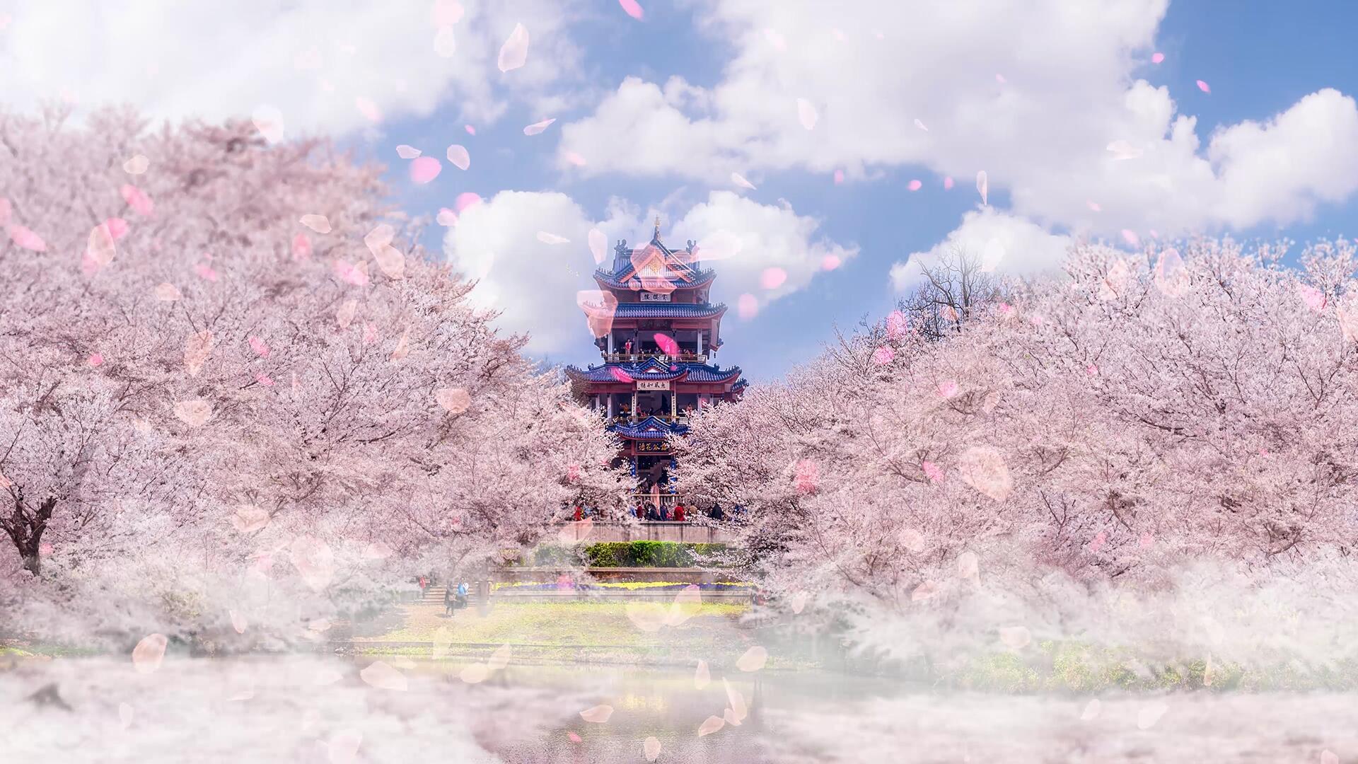 唯美樱花仙境舞台背景4k视频的预览图