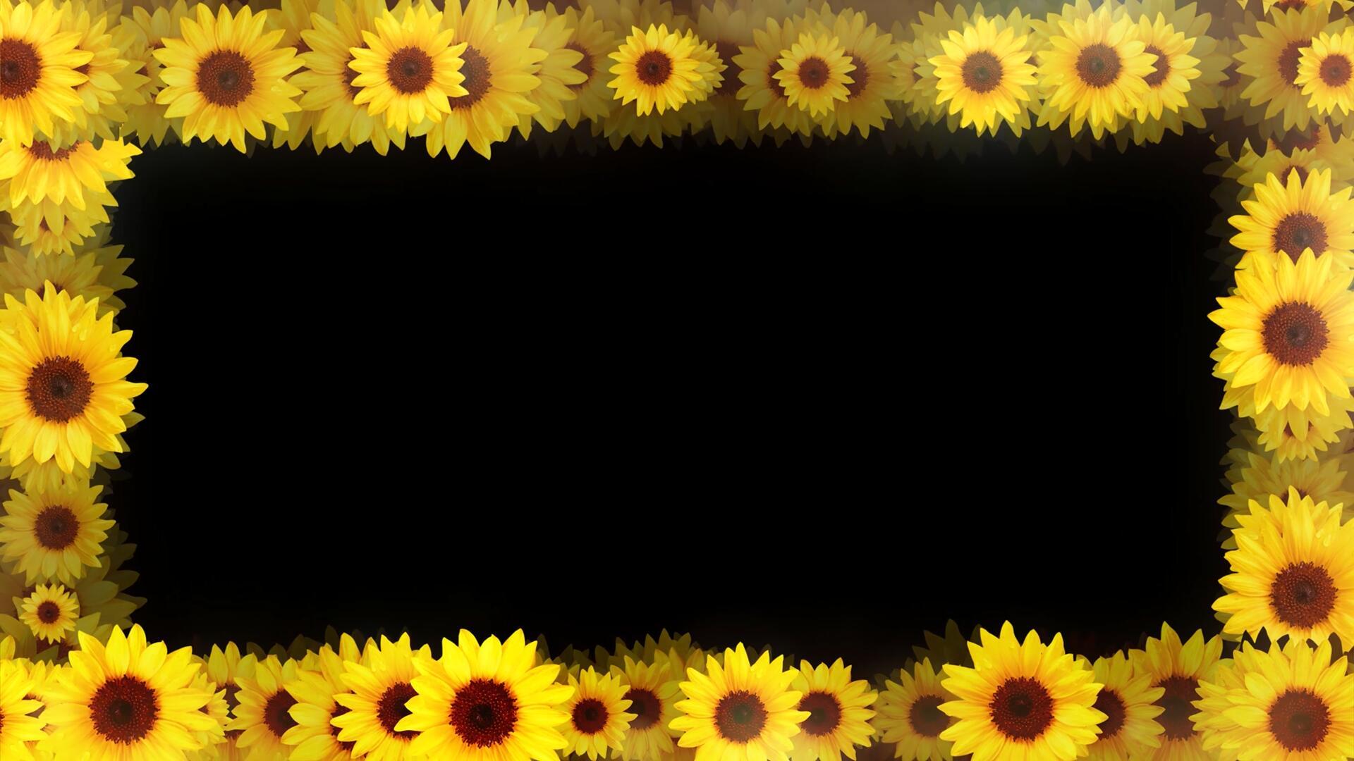 4k向日葵太阳花边框视频的预览图