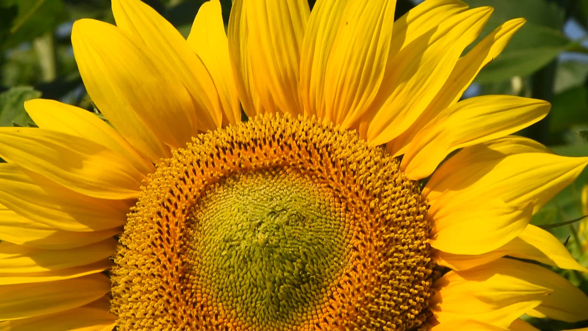 黄向日葵高于绿芽关闭倾斜度视频的预览图