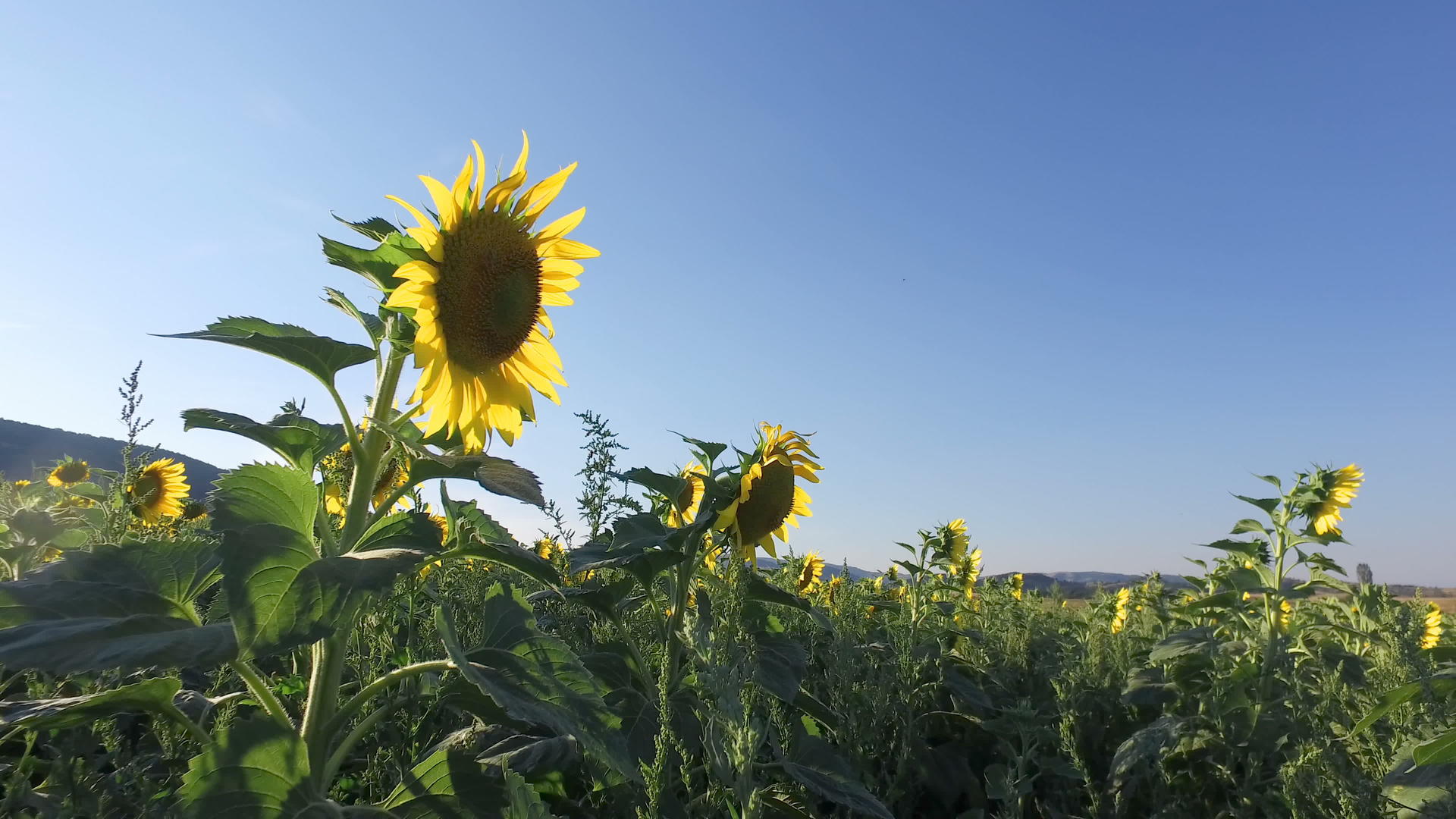 黄亮黄向日葵在农业收割场与蜜蜂对抗蓝天视频的预览图