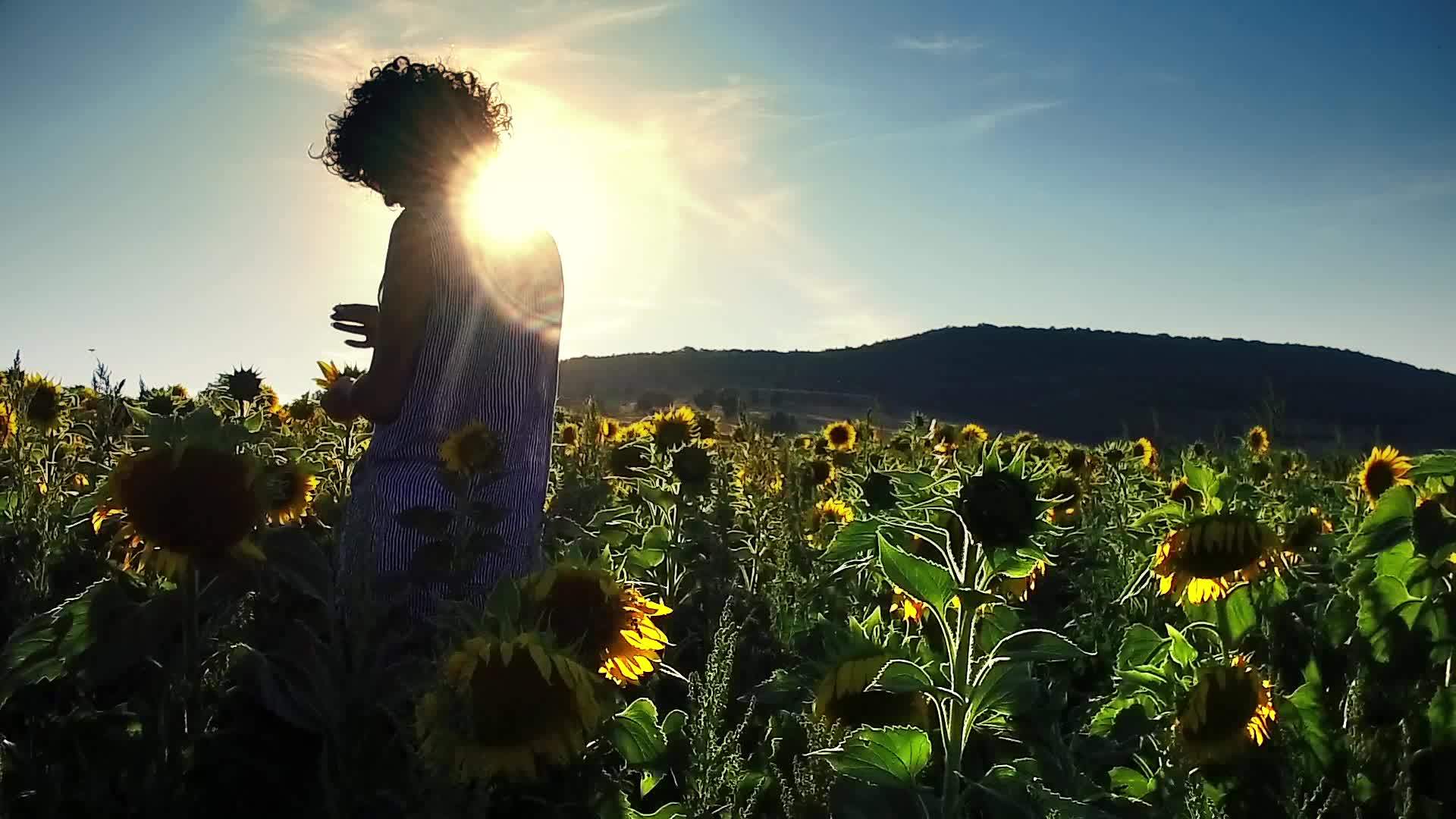 女性农艺师控制向日葵的质量向日葵地里的女人张开双手视频的预览图