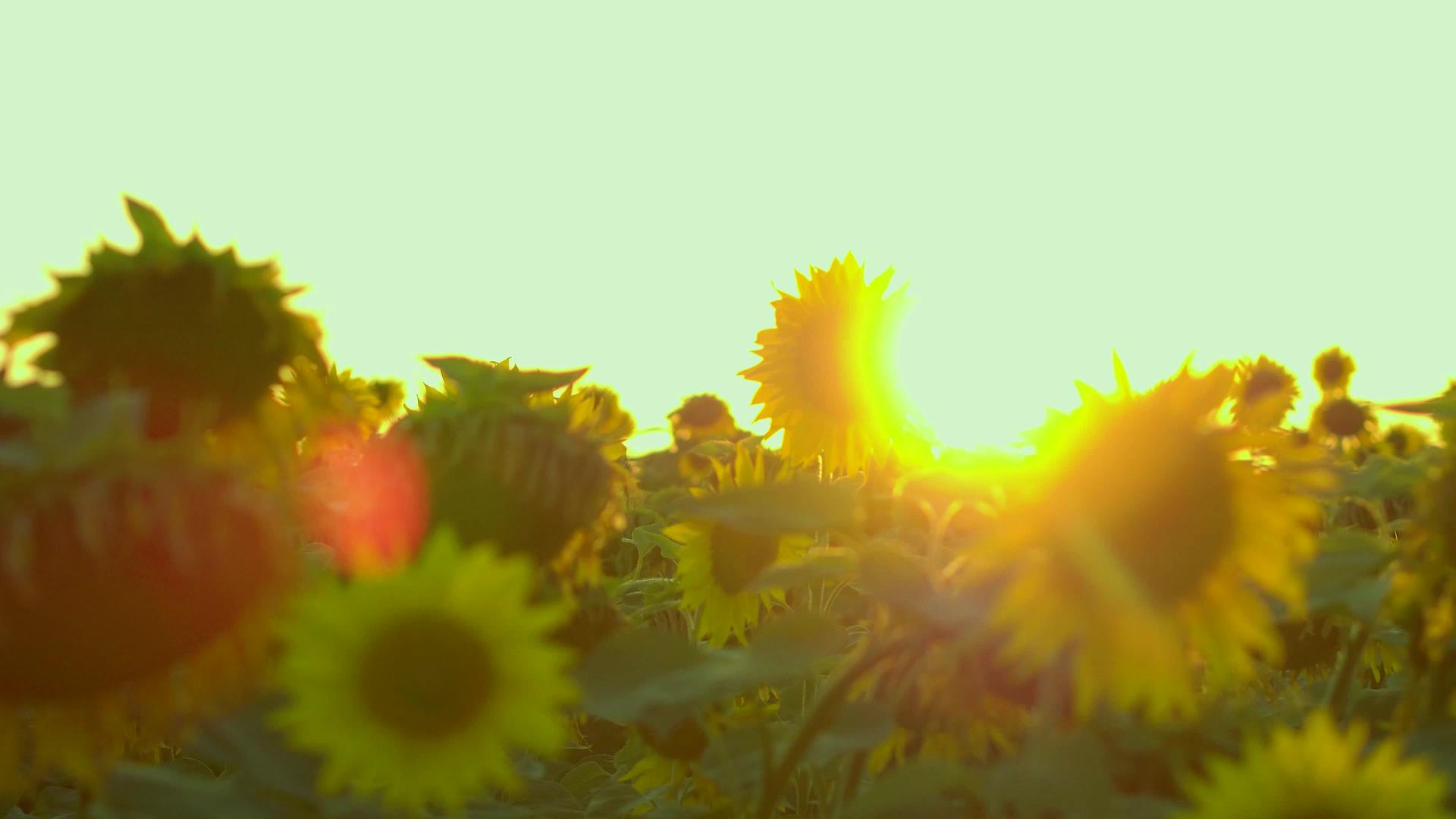 夏日向日葵在背光下视频的预览图