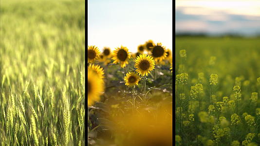 绿色的小麦尾巴吹着黄色的向日葵在风中开花视频的预览图