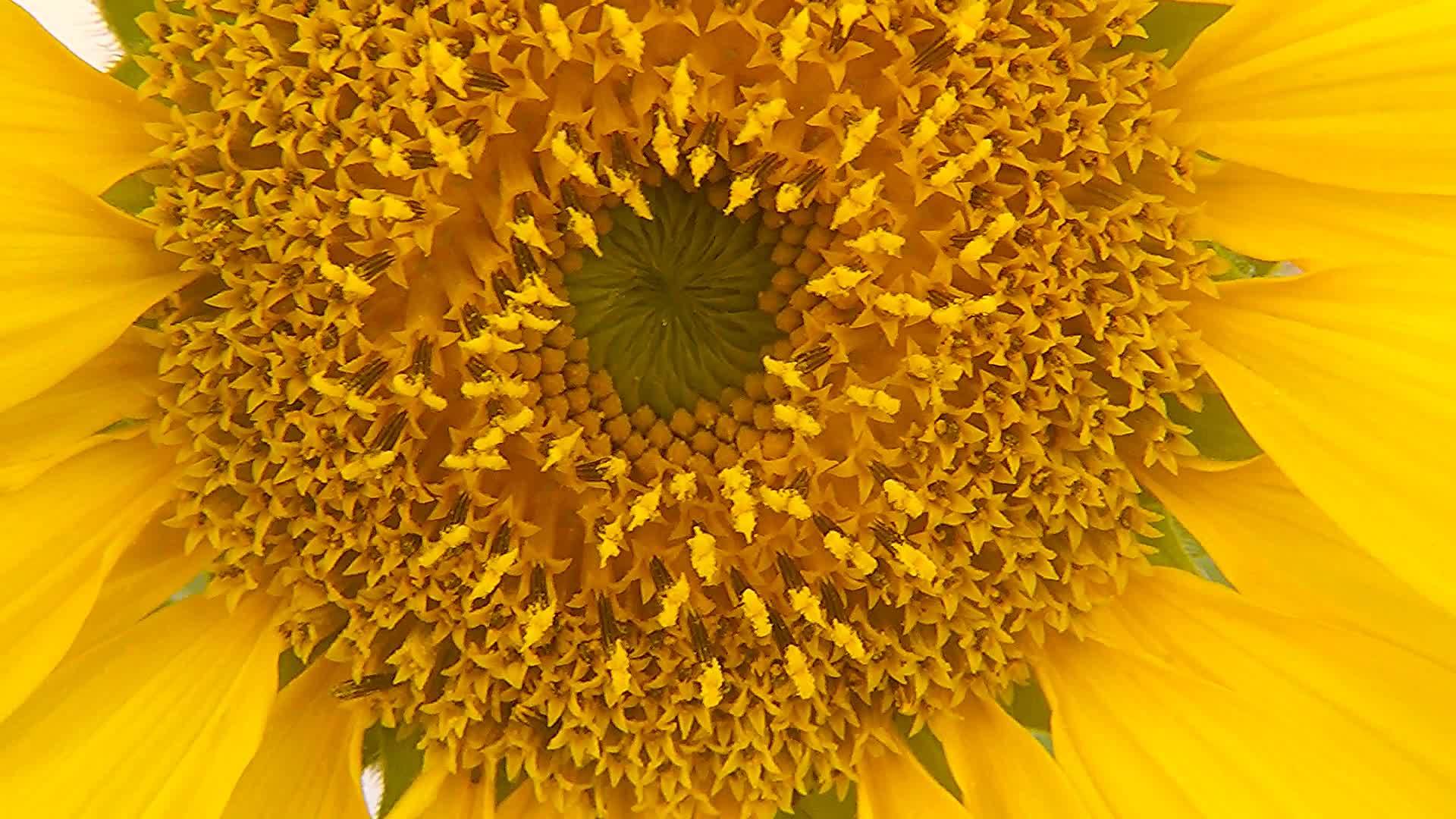 向日葵花朵视频的预览图