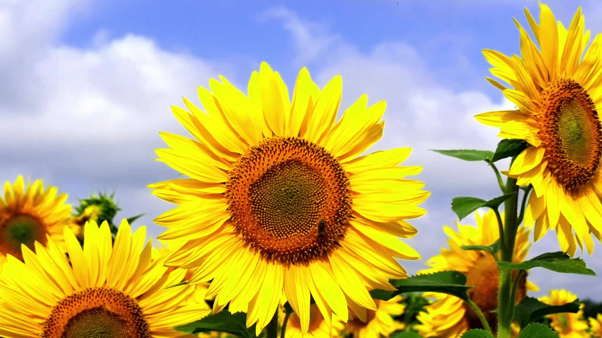 夏天向日葵把蜜蜂贴在田地上视频的预览图
