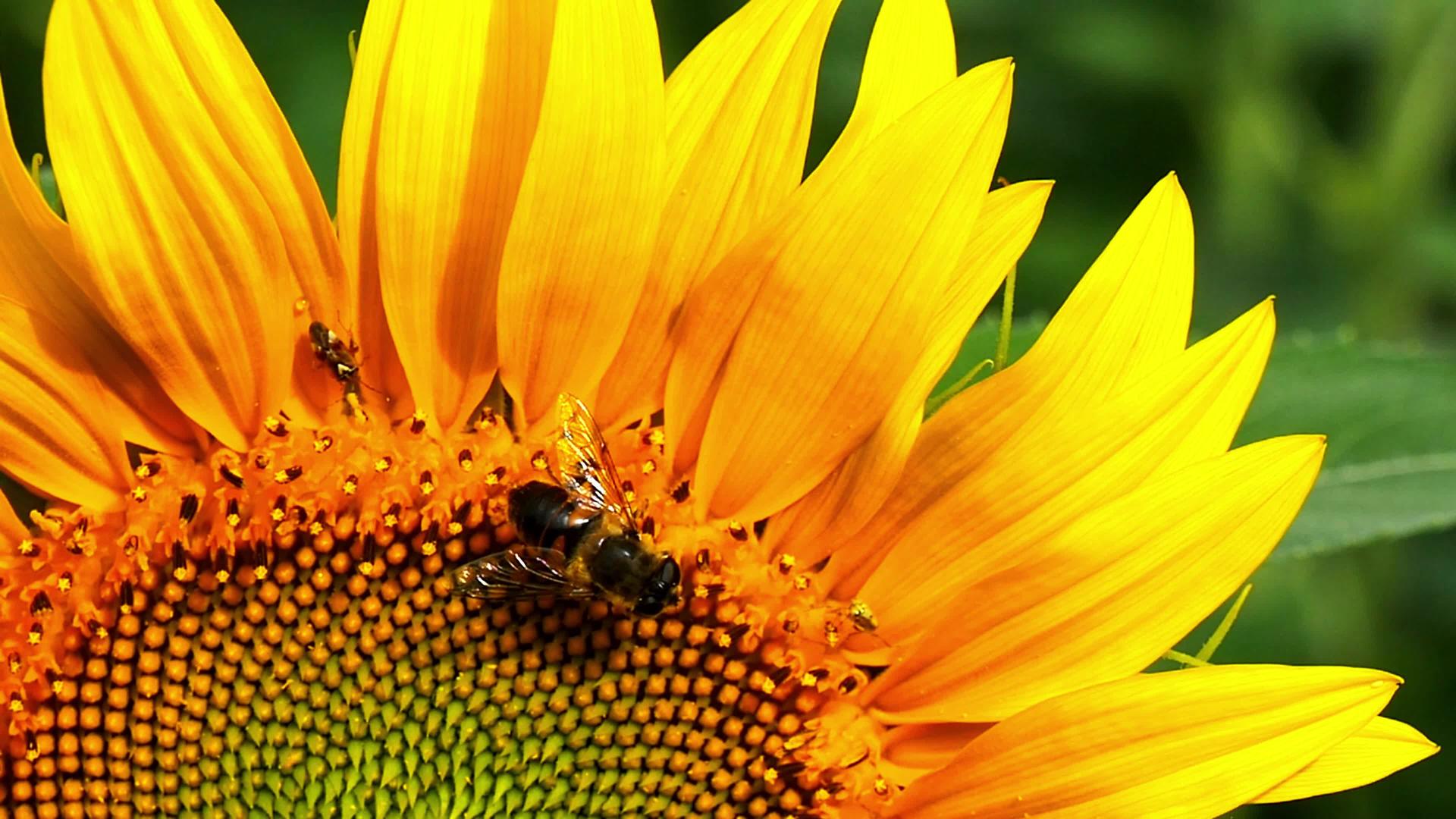 夏天向日葵把蜜蜂贴在田地上视频的预览图