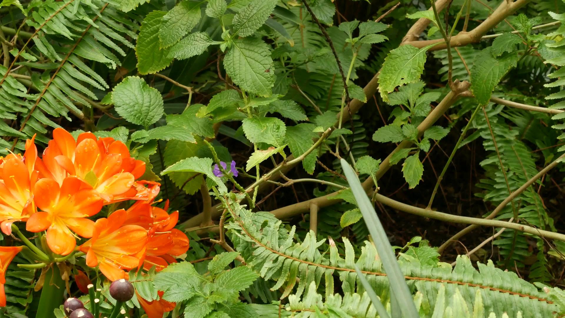 加利福尼亚州纳塔尔灌木卡菲尔百合花Clivia视频的预览图